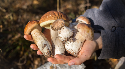 Informativa sulla raccolta funghi 2026